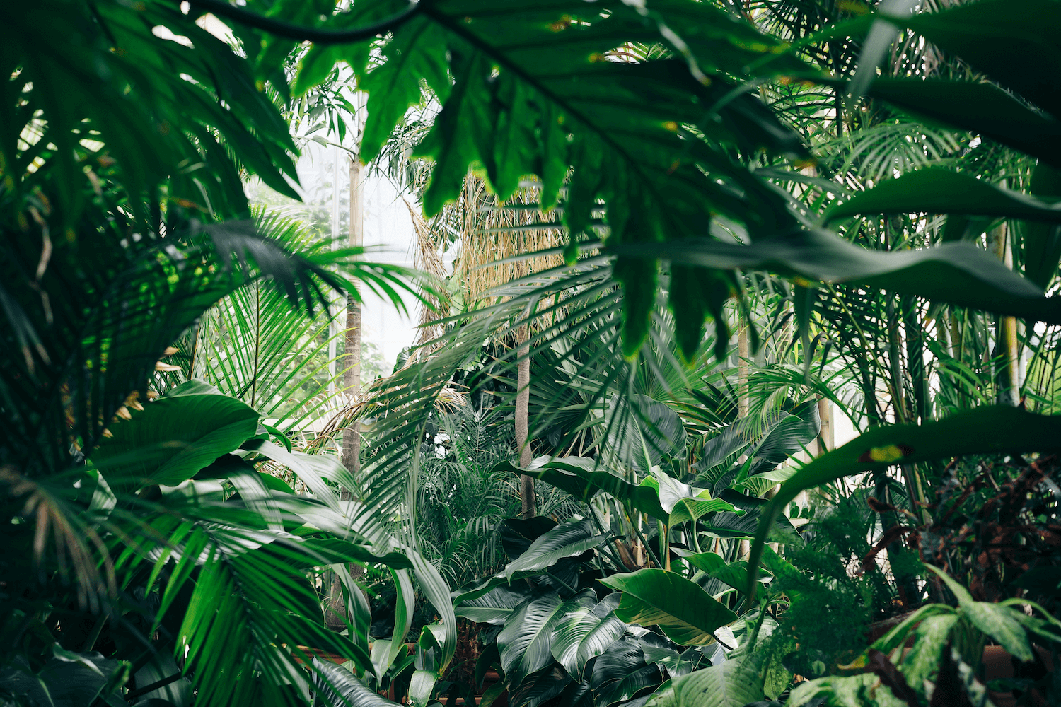 Inside the plant shop