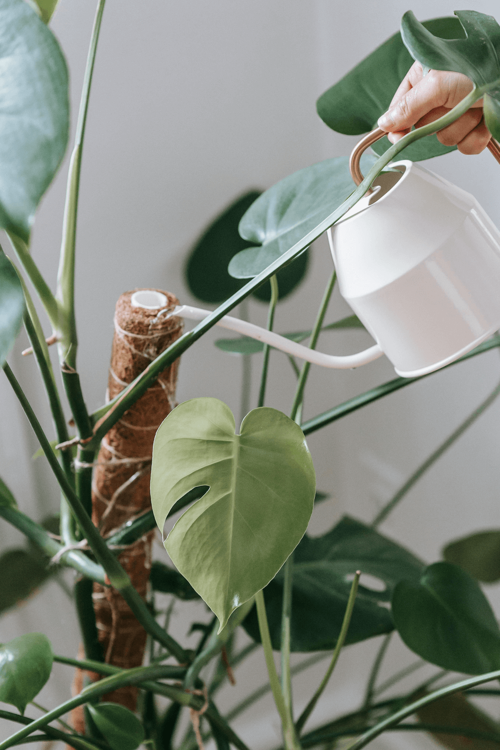 Watering plant